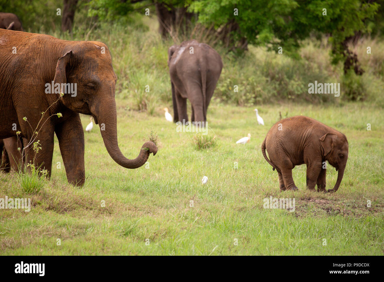 Un Baby Elephant sotto l'occhio vigile di sua madre in Minneriya National Park in Sri Lanka. Gli elefanti (Elephas maximus) sono rinomati per la congregatin Foto Stock