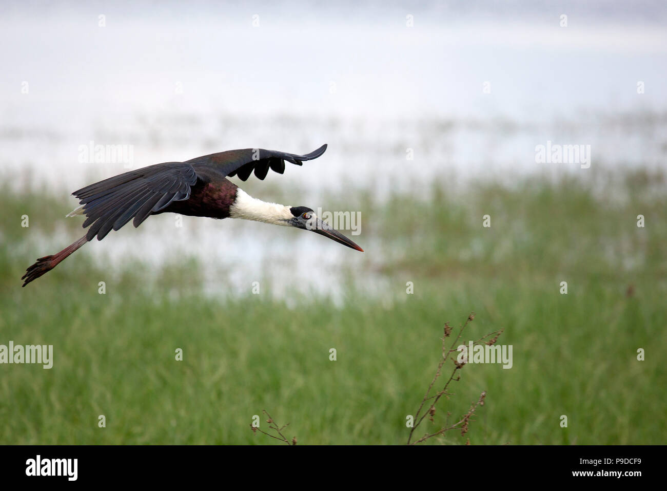 Un whitenecked stork (Ciconia episcopus), noto anche come nebulose colli, Stork in Minneriya National Park in Sri Lanka. Foto Stock