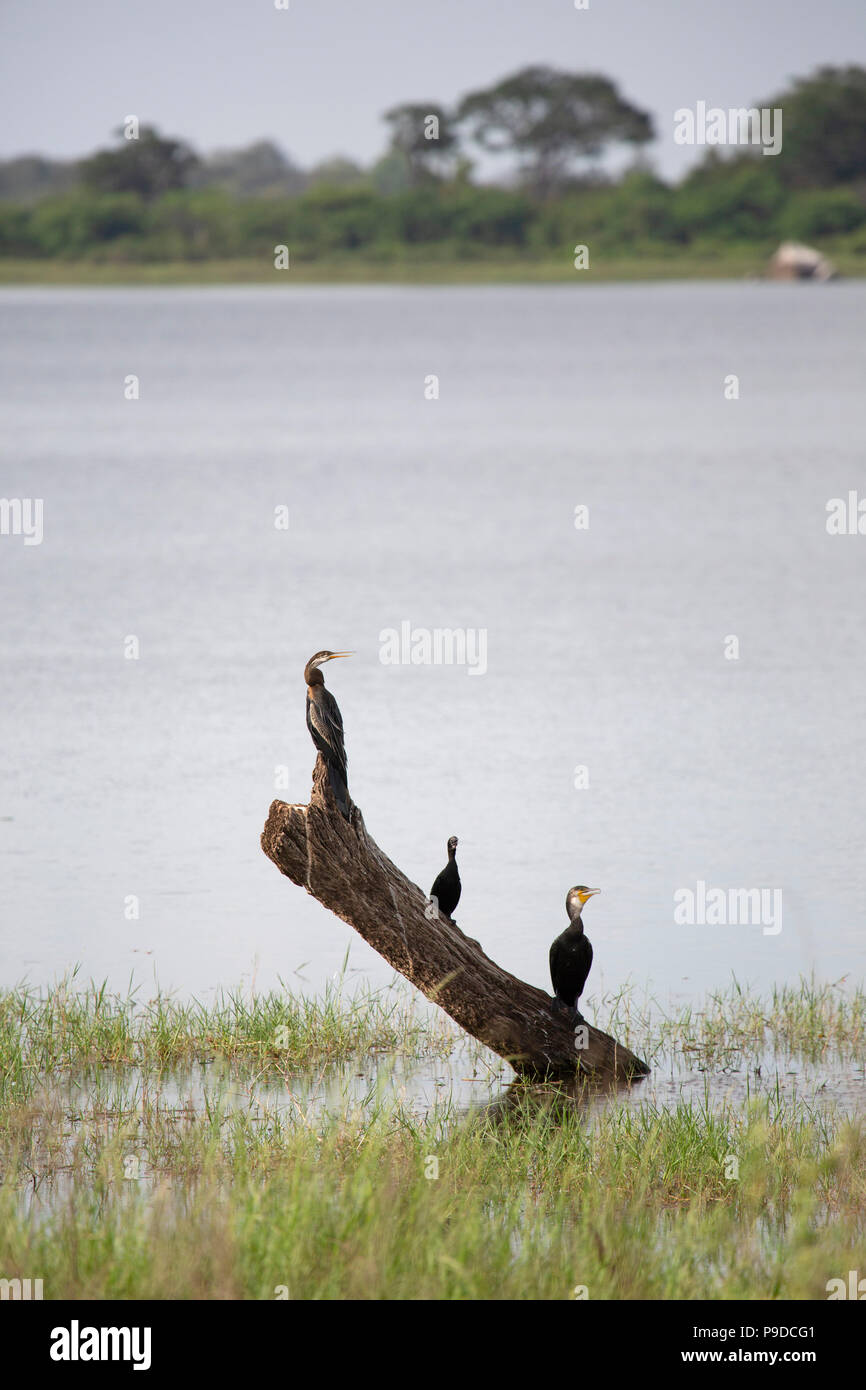 Tre grande cormorano (Phalacrocorax carbo), in Minneriya National Park in Sri Lanka. Il waterbird stocchi attraverso acqua in cerca di cibo. Foto Stock