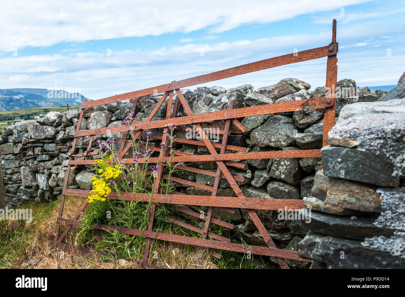 Fiori Selvatici crescono attraverso una vecchia fattoria arrugginito cancello nella Contea di Donegal, Irlanda Foto Stock