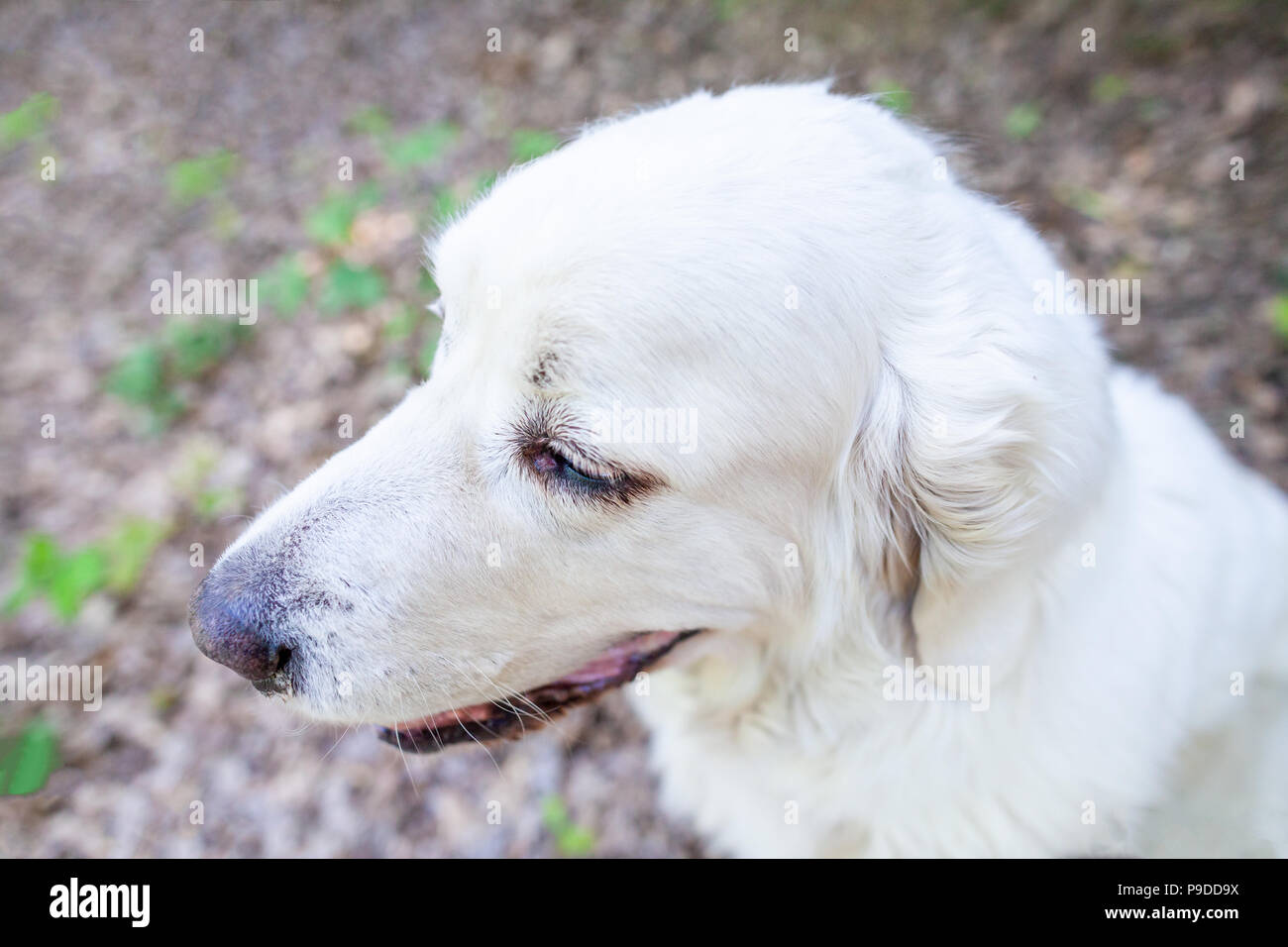 Bianco di Tatra polacchi Sheepdog ritratto nella natura Foto Stock