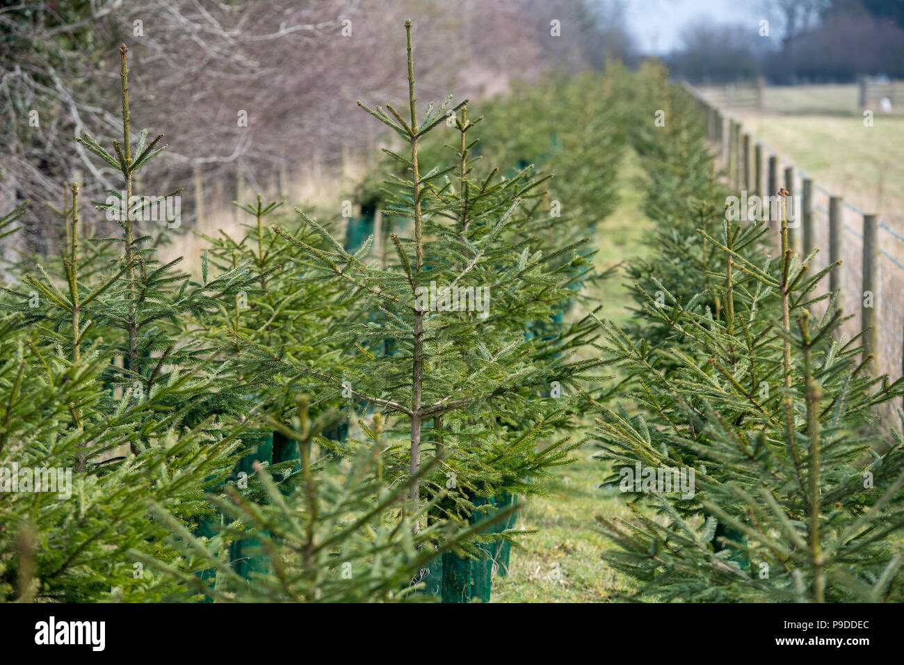 Alberi di Natale piantati come un raccolto in contanti e anche come un bordo campo area di habitat, North Yorkshire, Regno Unito. Foto Stock