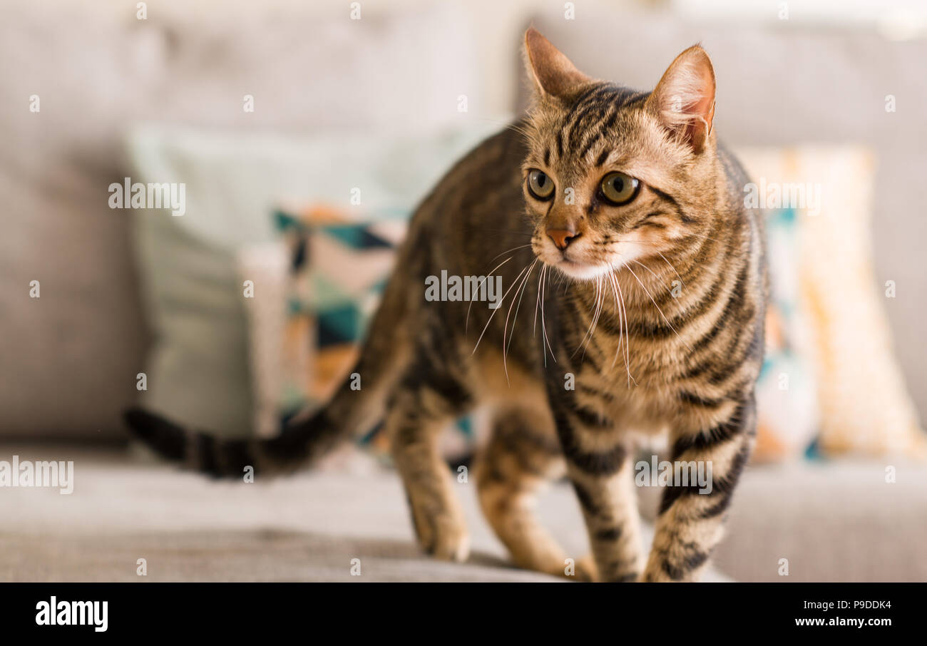 Il gatto domestico a casa Foto Stock