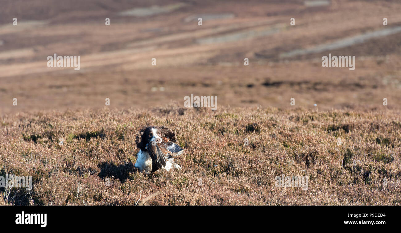 Spaniel gundog lavorando su una Red Grouse sparare nel Yorkshire Dales. Foto Stock