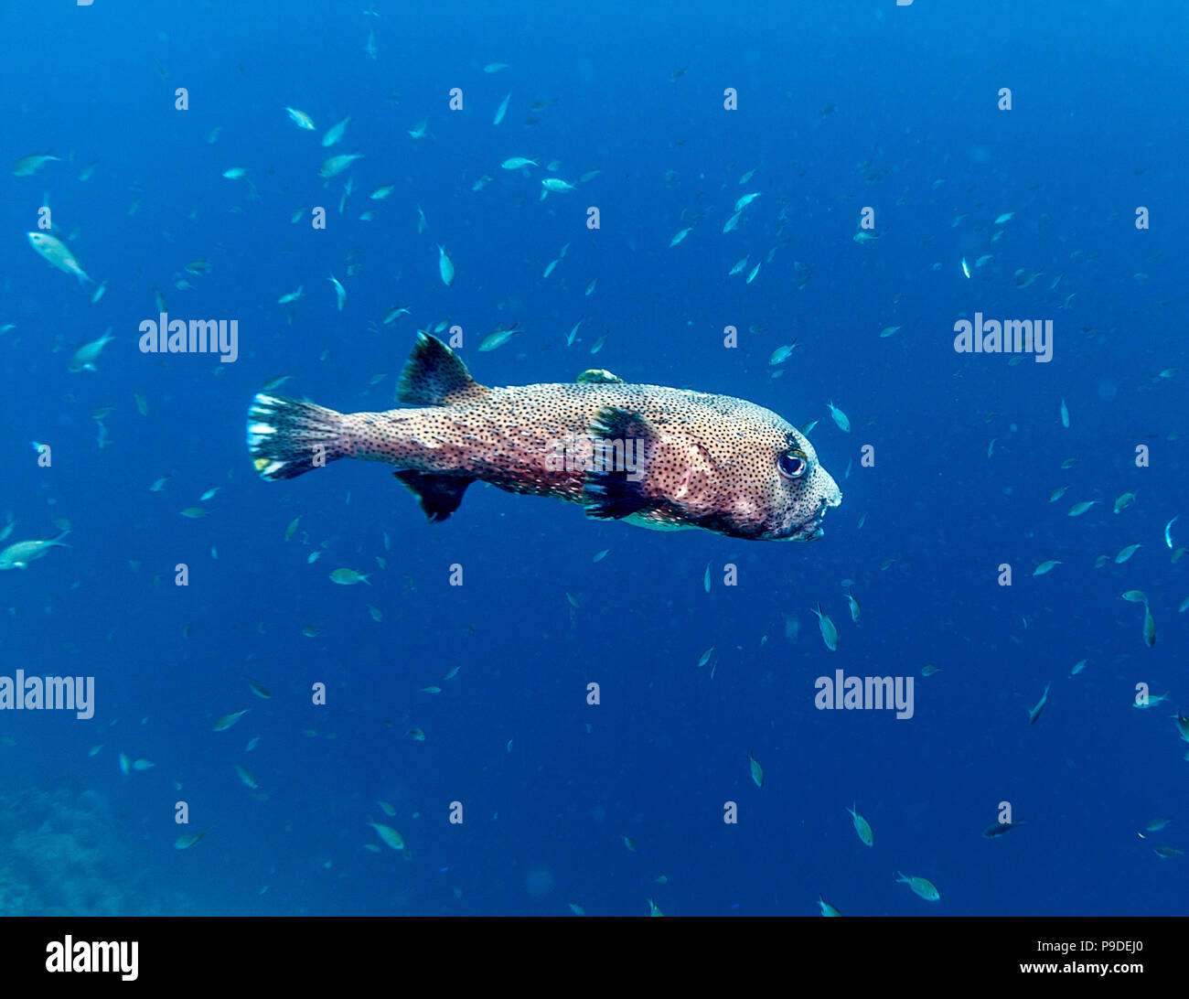 Famiglia Porcupinefish Diodontidae ordine Tetraodontiformes, anche comunemente chiamato blowfish o balloonfish e globefish Foto Stock