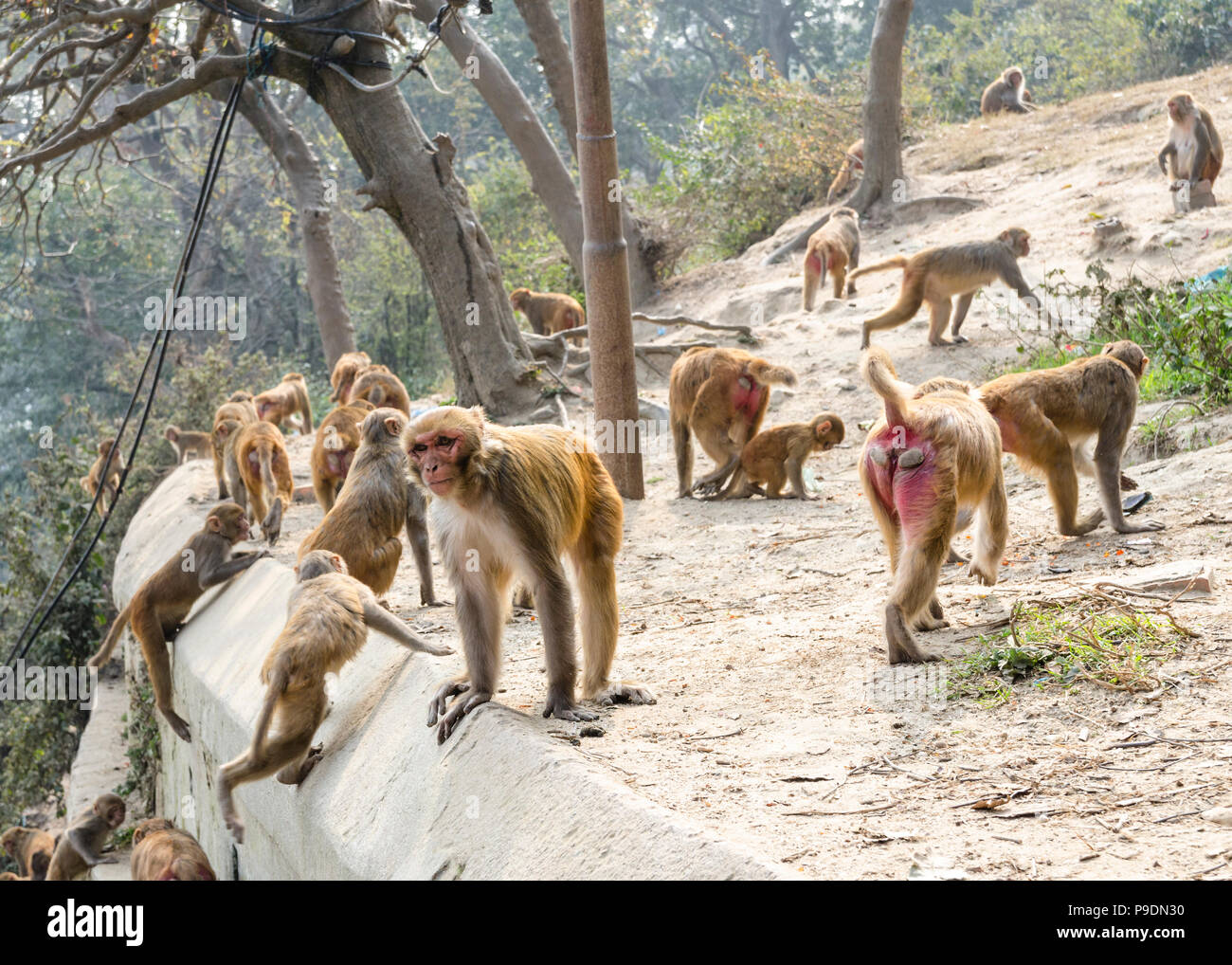 Gruppo di macaco Rhesus (Macaca Mulatta) scimmie presso i giardini del tempio di Pashupatinath, Kathmandu, Nepal Foto Stock