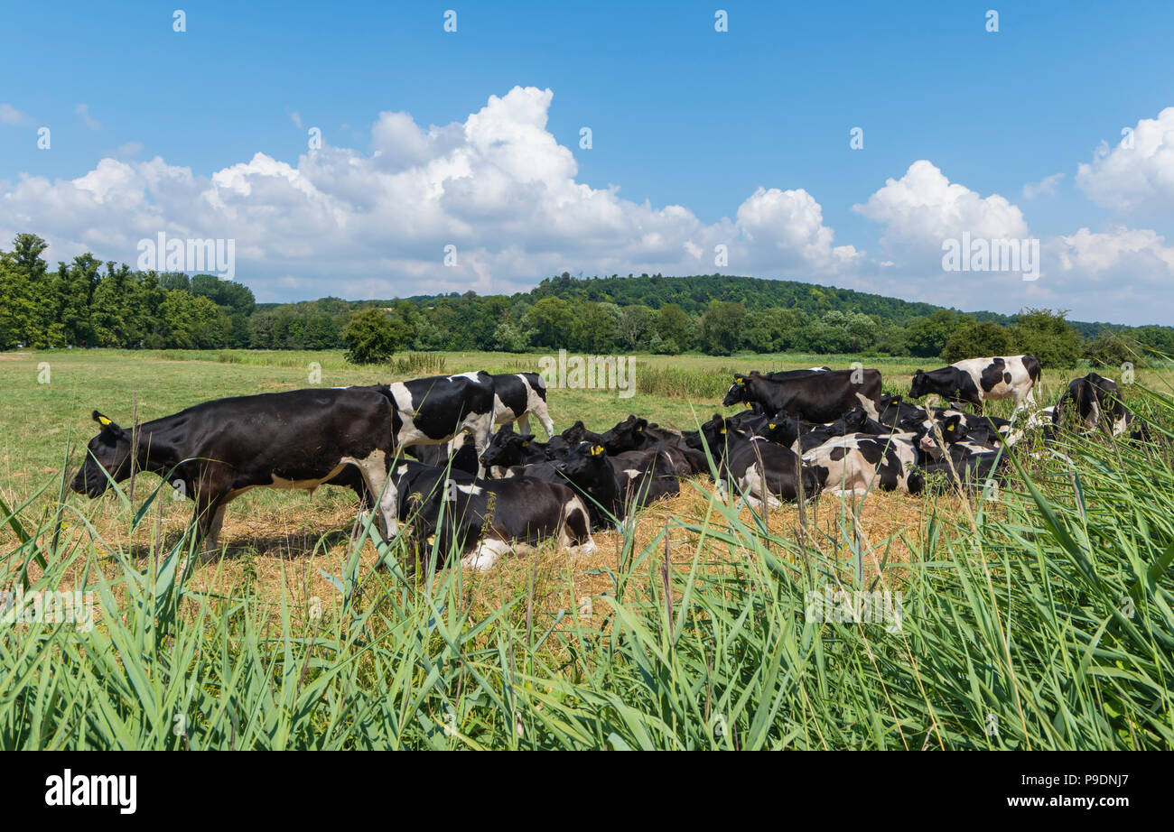 Una mandria di nero e di bianco le vacche in un campo in estate nel West Sussex, in Inghilterra, Regno Unito. Allevamento di bestiame. Foto Stock