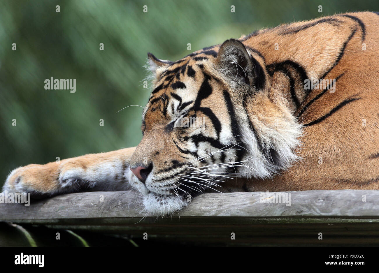 Achille, un maschio di tigre di Sumatra fa il suo debutto pubblico a Howletts Wild Animal Park, vicino a Canterbury nel Kent. Foto Stock