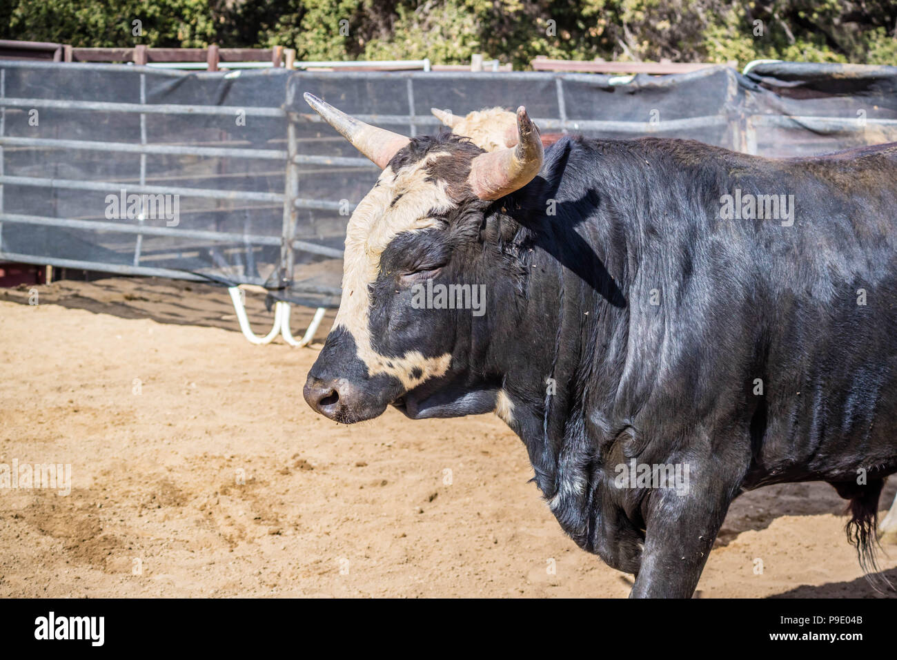 Bull allentando vi muscoli in Rancho Oso, California Foto Stock