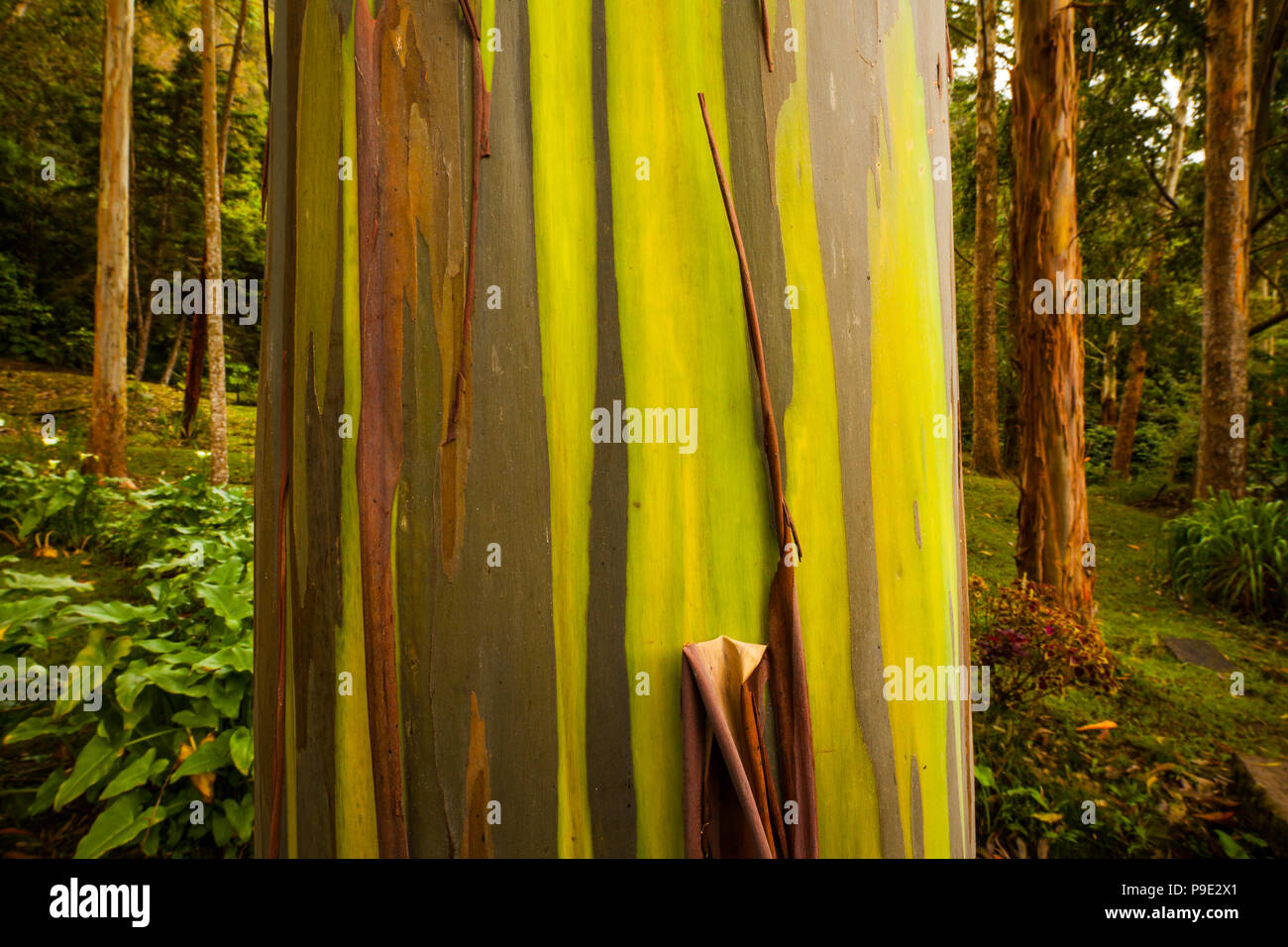 Foresta di eucalipti nei pressi di Cerro Punta in Chiriqui provincia, Repubblica di Panama. Foto Stock