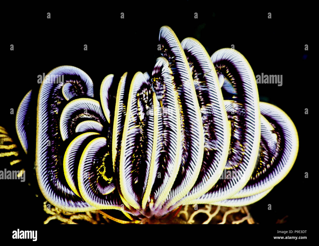 Un dente di sega featherstar (Oligometra serripinna: diametro 12 cm.). Quando non vi è alcuna corrente, l'animale si ripiega le sue braccia e il suo appoggio - come in questo caso - spesso la formazione di un pattern di notevole bellezza. Quando la corrente riprende, si diffonde i suoi bracci ampiamente per raggiungere passando microplankton. La preda viene quindi trasferito alla bocca centrale. Featherstars di fissarsi al substrato per mezzo di root-come appendici, che essi utilizzano anche in 'a piedi". Se si desidera spostare più rapidamente o percorrere distanze, nuotano per mezzo di grazioso ondulazioni di loro molte armi. Bali, Indonesia. Foto Stock
