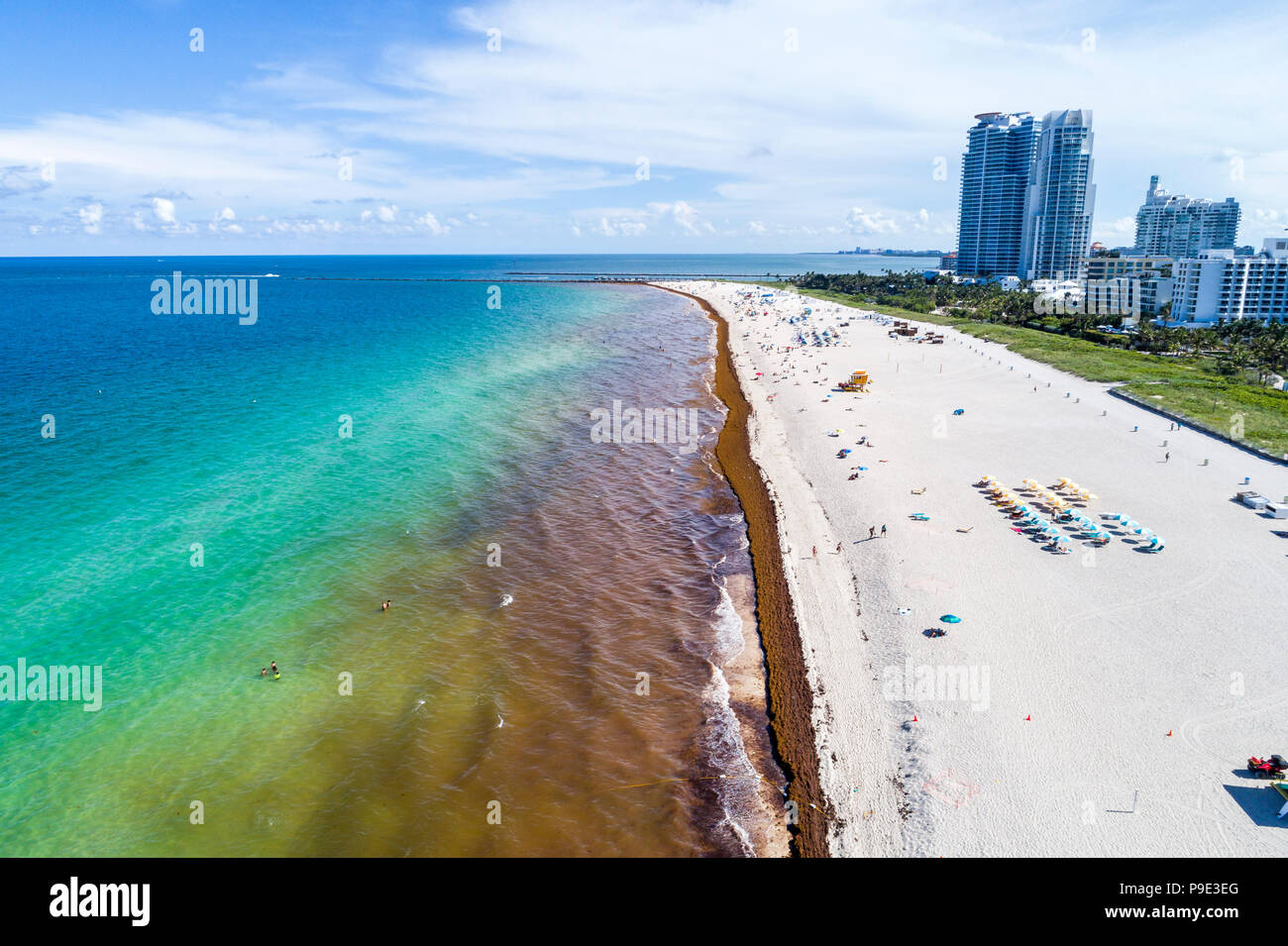 Miami Beach Florida, costa dell'Oceano Atlantico, saragassum delle alghe marine, residui di alghe marine, riscaldamento globale effetti del cambiamento climatico, South Pointe Foto Stock