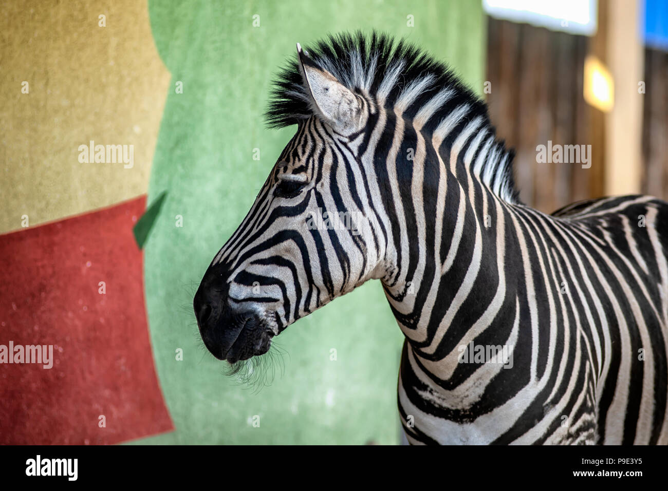 Zebra vicino alla parete colorata in zoo Foto Stock