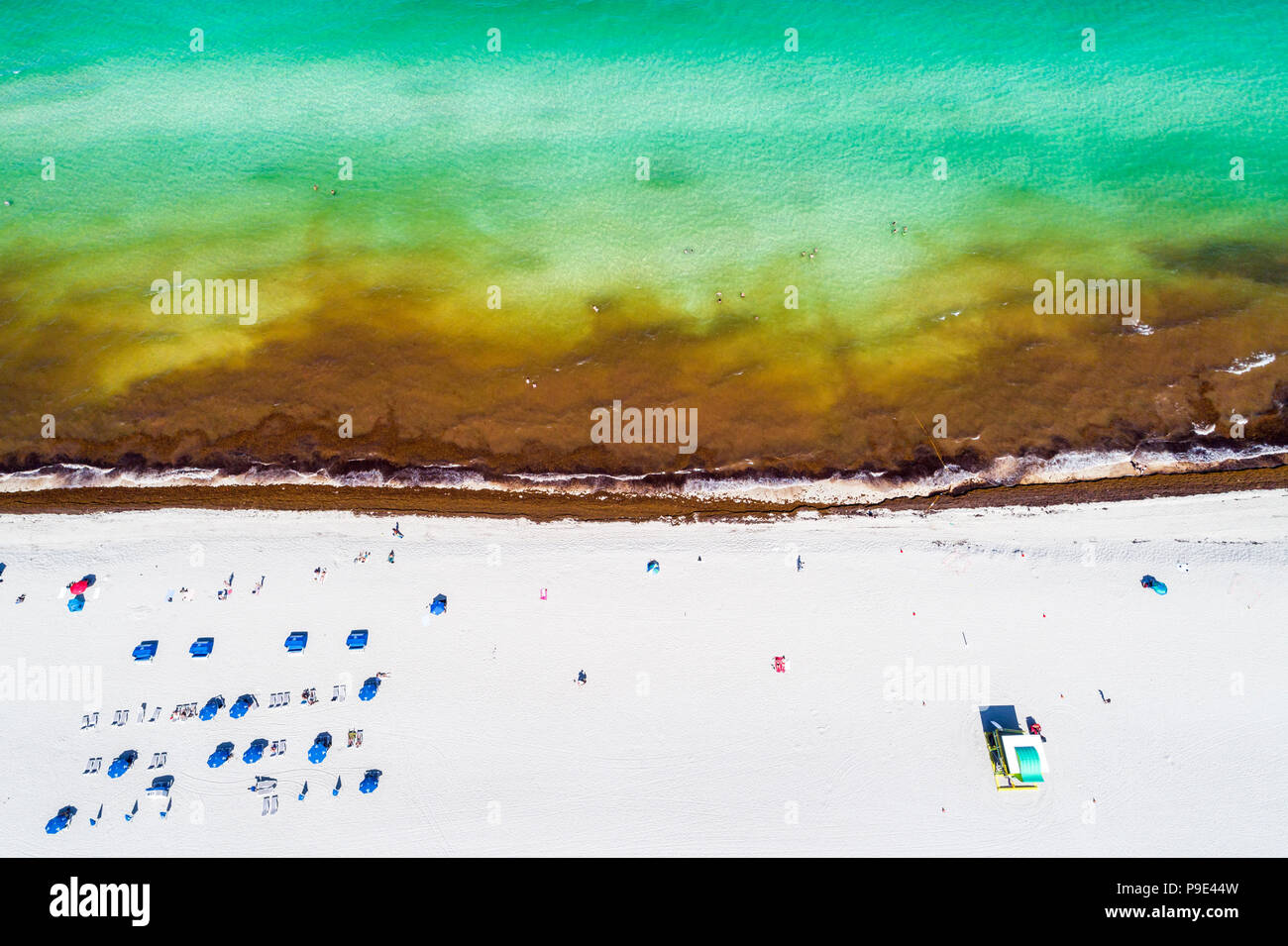 Miami Beach Florida, costa dell'Oceano Atlantico, alghe marine saragassum macrostae alghe marine detriti, riscaldamento globale effetti del cambiamento climatico, overh aereo Foto Stock