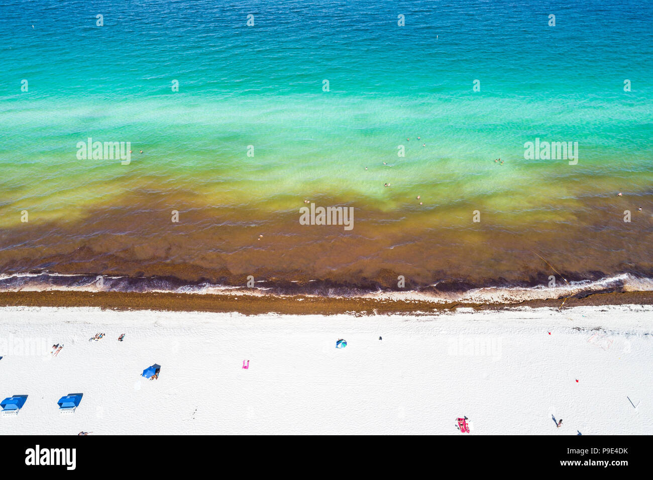 Miami Beach Florida, costa dell'Oceano Atlantico, alghe marine saragassum macrostae alghe marine detriti, riscaldamento globale effetti del cambiamento climatico, overh aereo Foto Stock