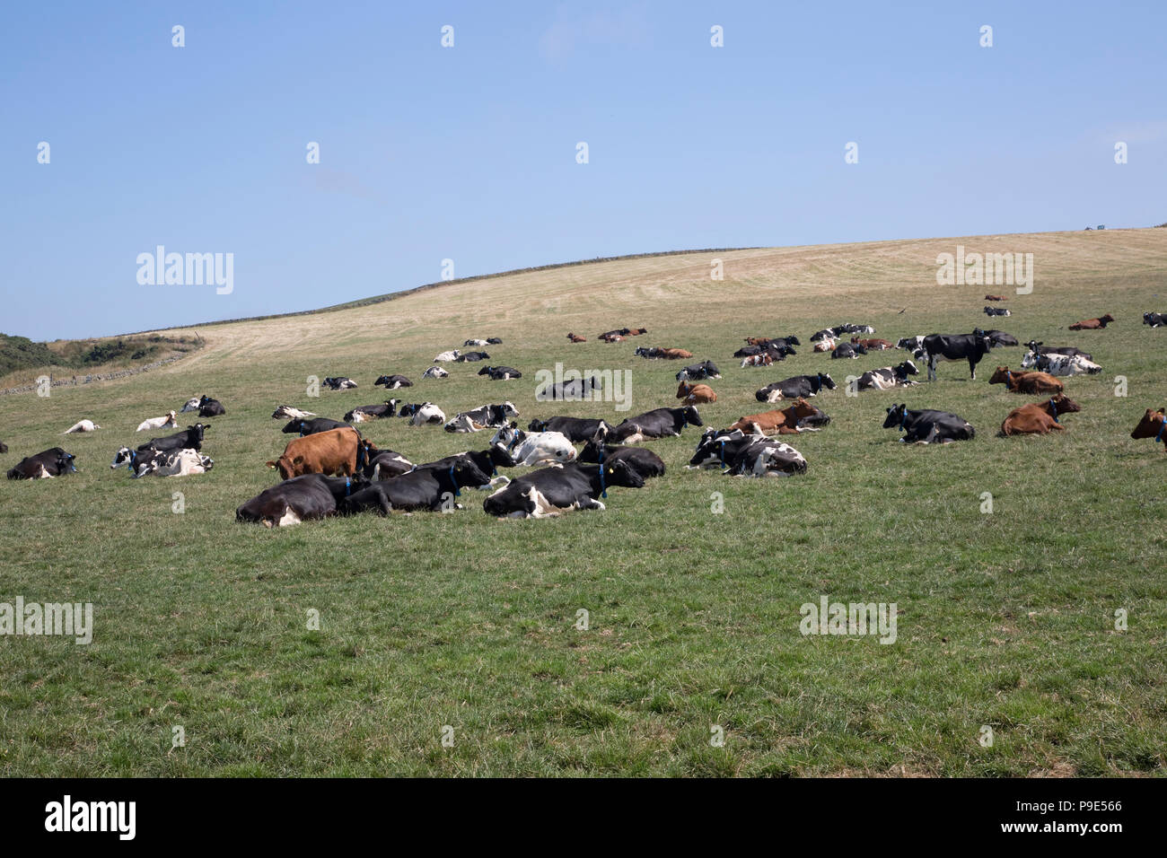 Grande mandria di mucche frisone adagiata vicino Drumore Mull of Galloway Scozia Scotland Foto Stock