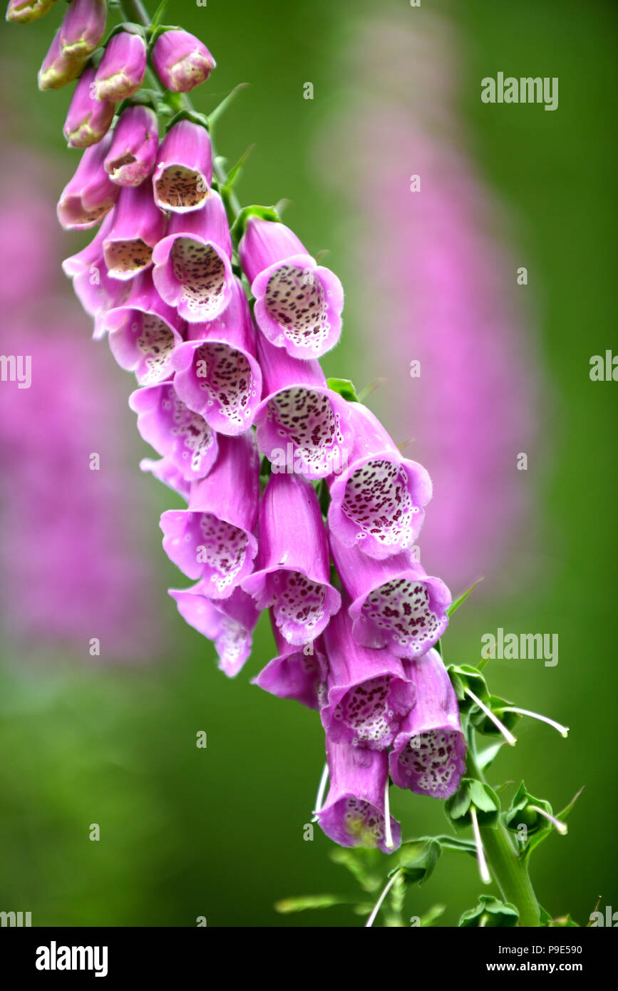 Un singolo Foxglove stelo in un giardino Foto Stock