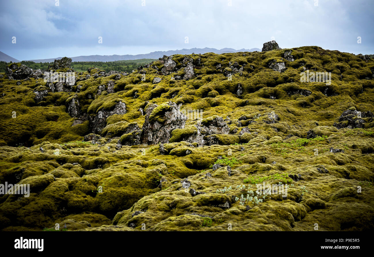 Islandese campo di lava coperto in MOSS Foto Stock