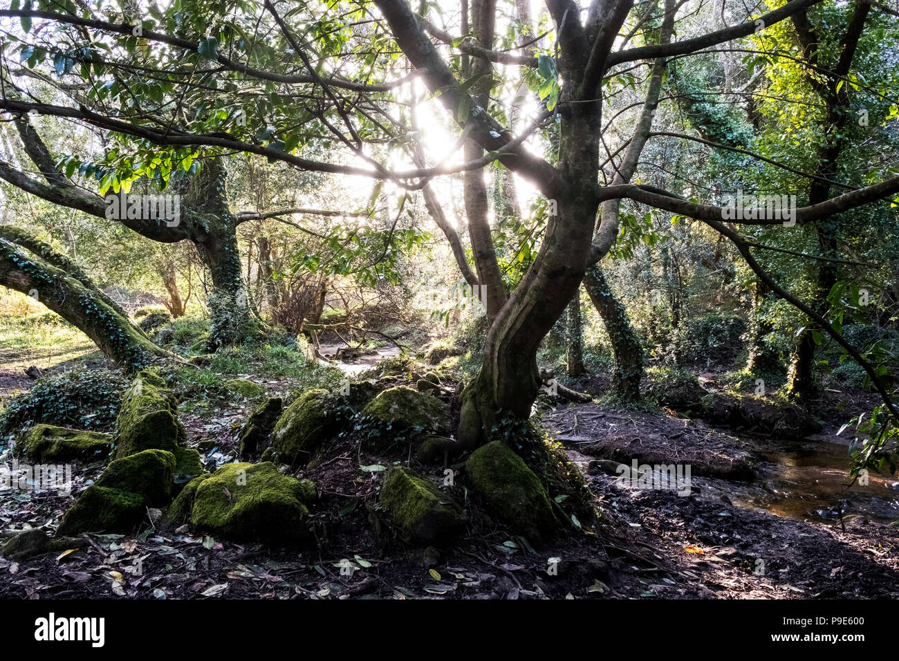 Un bosco piano con moss ricoperta di rocce e twisted tronchi di alberi con radici esposte, lens flare e il sole che filtra attraverso i rami con nuove foglie verde Foto Stock