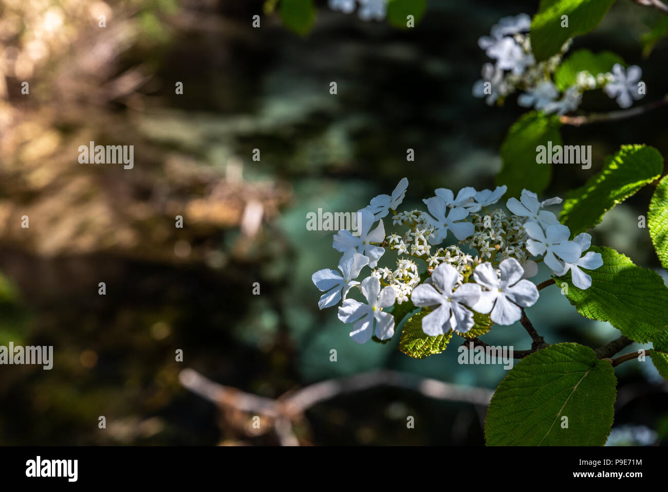 Gruppo di piccolo fiore sotto il sole Foto Stock