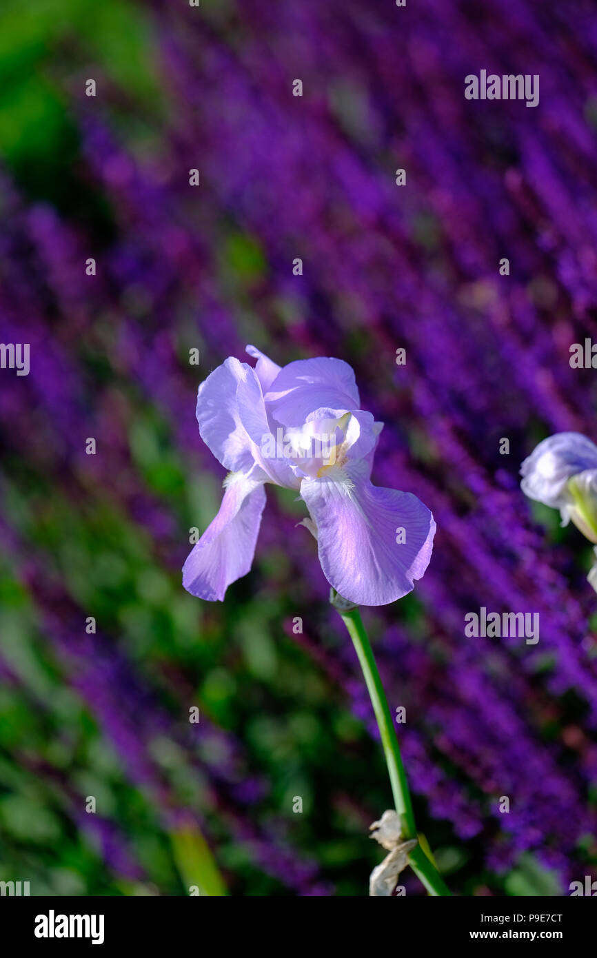 Blu pallido Iris in giardino t contro uno sfondo di lavanda Foto Stock