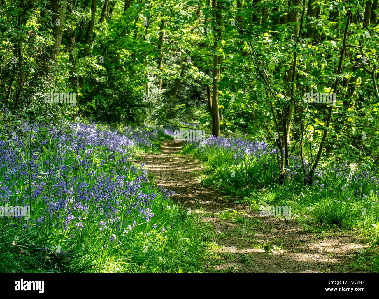 Pezzata luce attraverso Bluebell Wood Foto Stock