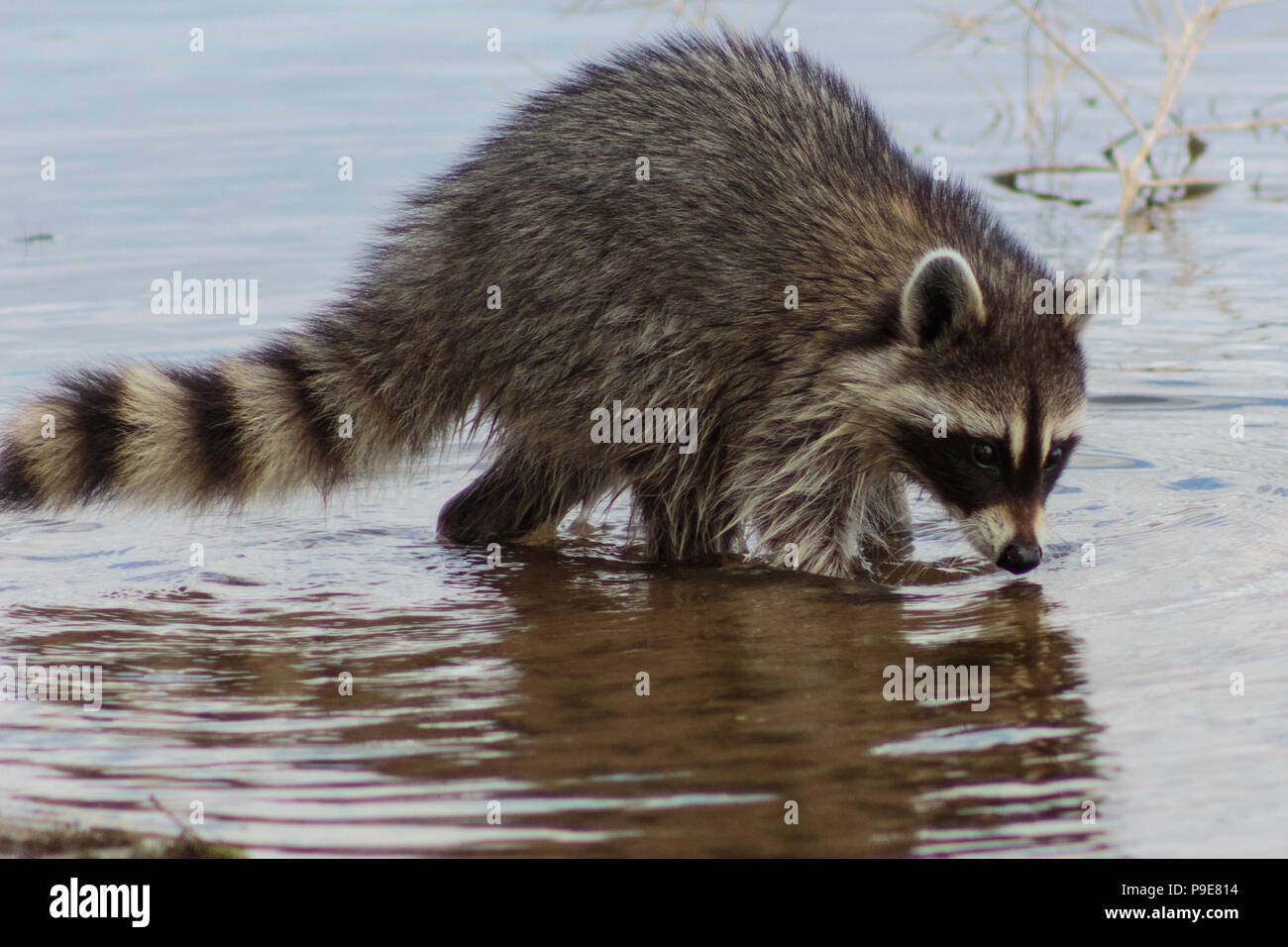 Racoon rovistando fangoso fondo lago per alimenti Foto Stock