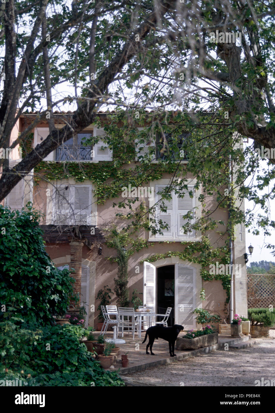 Vista attraverso gli alberi di un cane in piedi sulla terrazza di una villa provenzale con persiane bianche Foto Stock