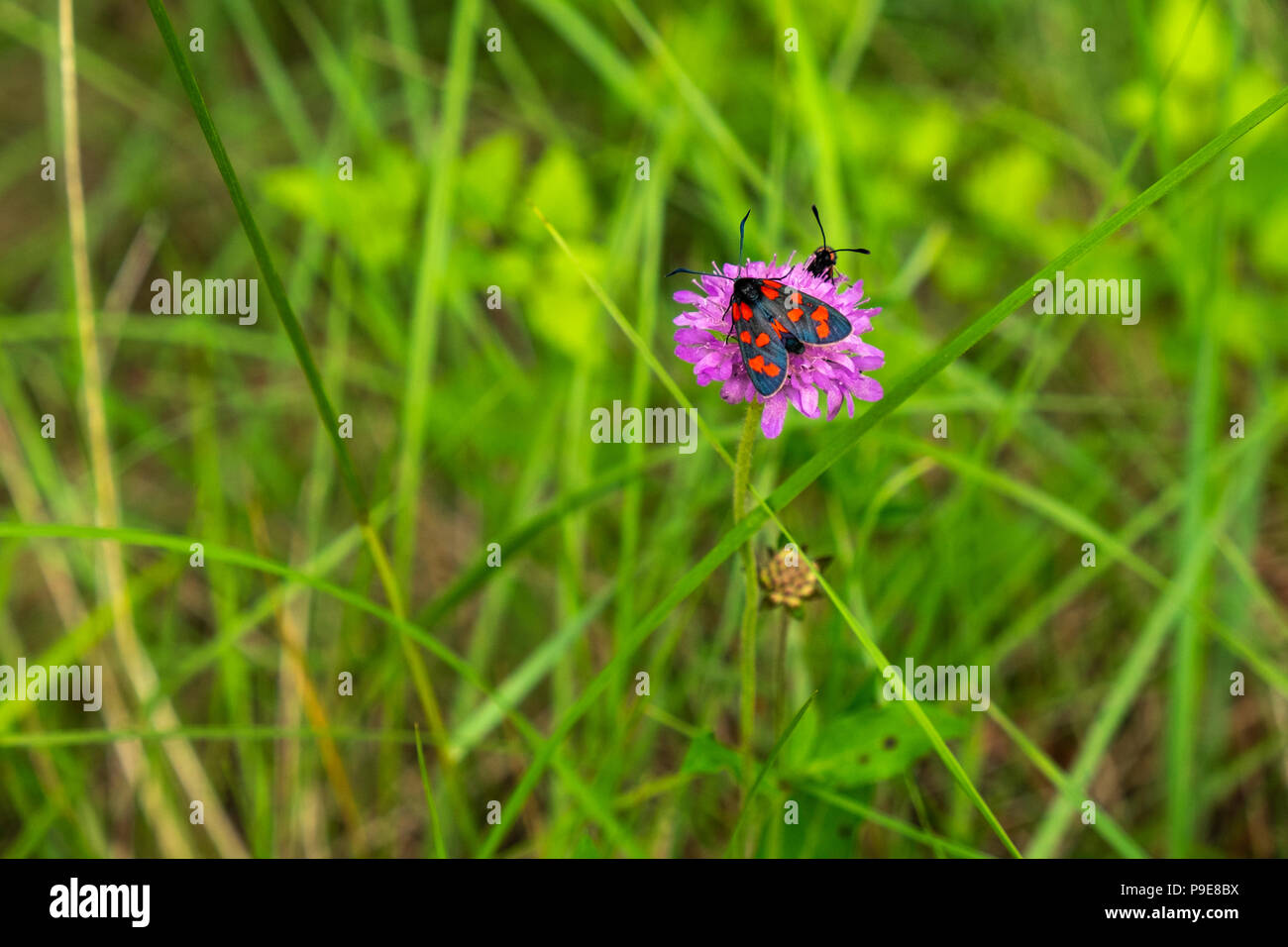 Nero e rosso maculato bug alato, insetto su un fiore dei Pirenei catalani, Spagna Foto Stock