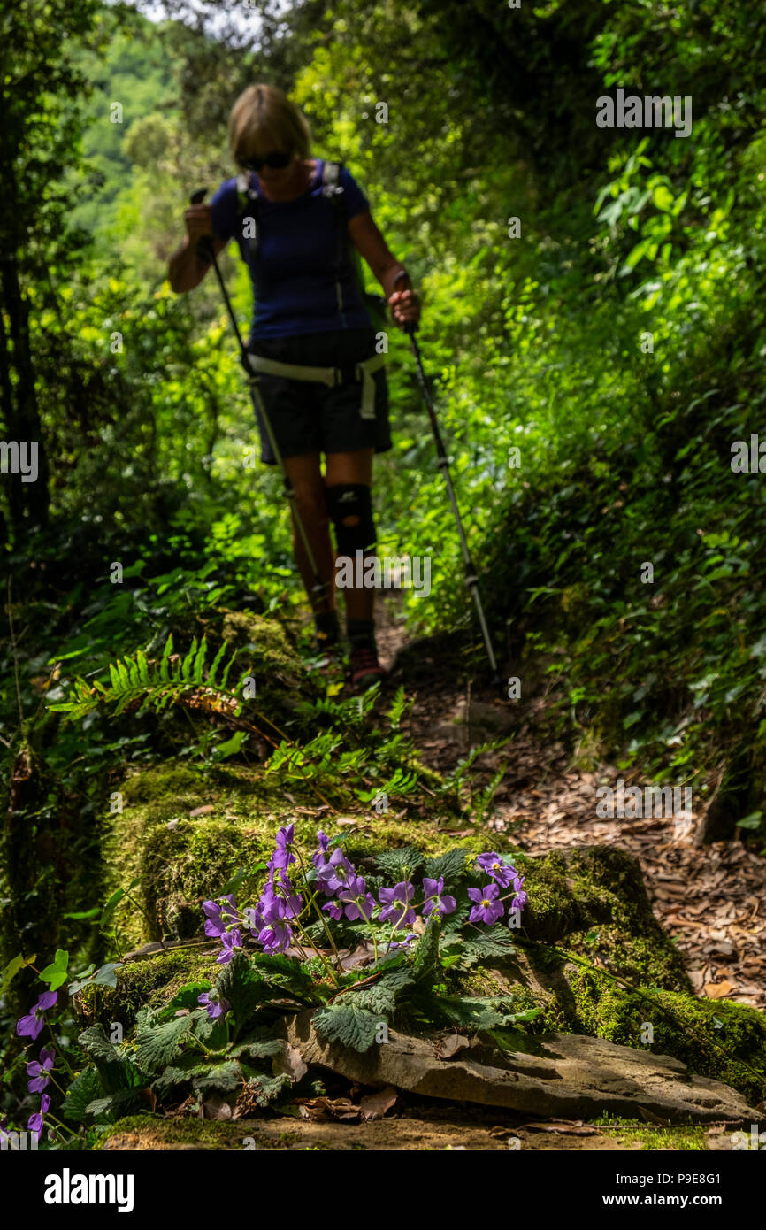 Donna escursionista passando lungo un sentiero forestale passato fiori viola sulla GR11 a lunga distanza a piedi vicino a generare dei Pirenei catalani, Spagna Foto Stock