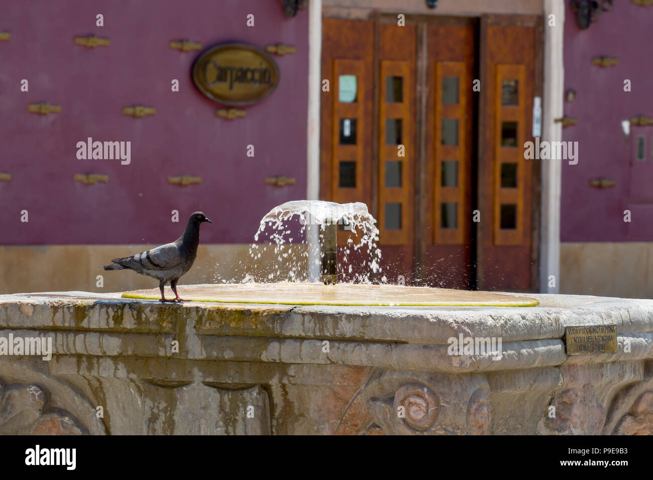 Pigeon è bere dalla fontana Foto Stock