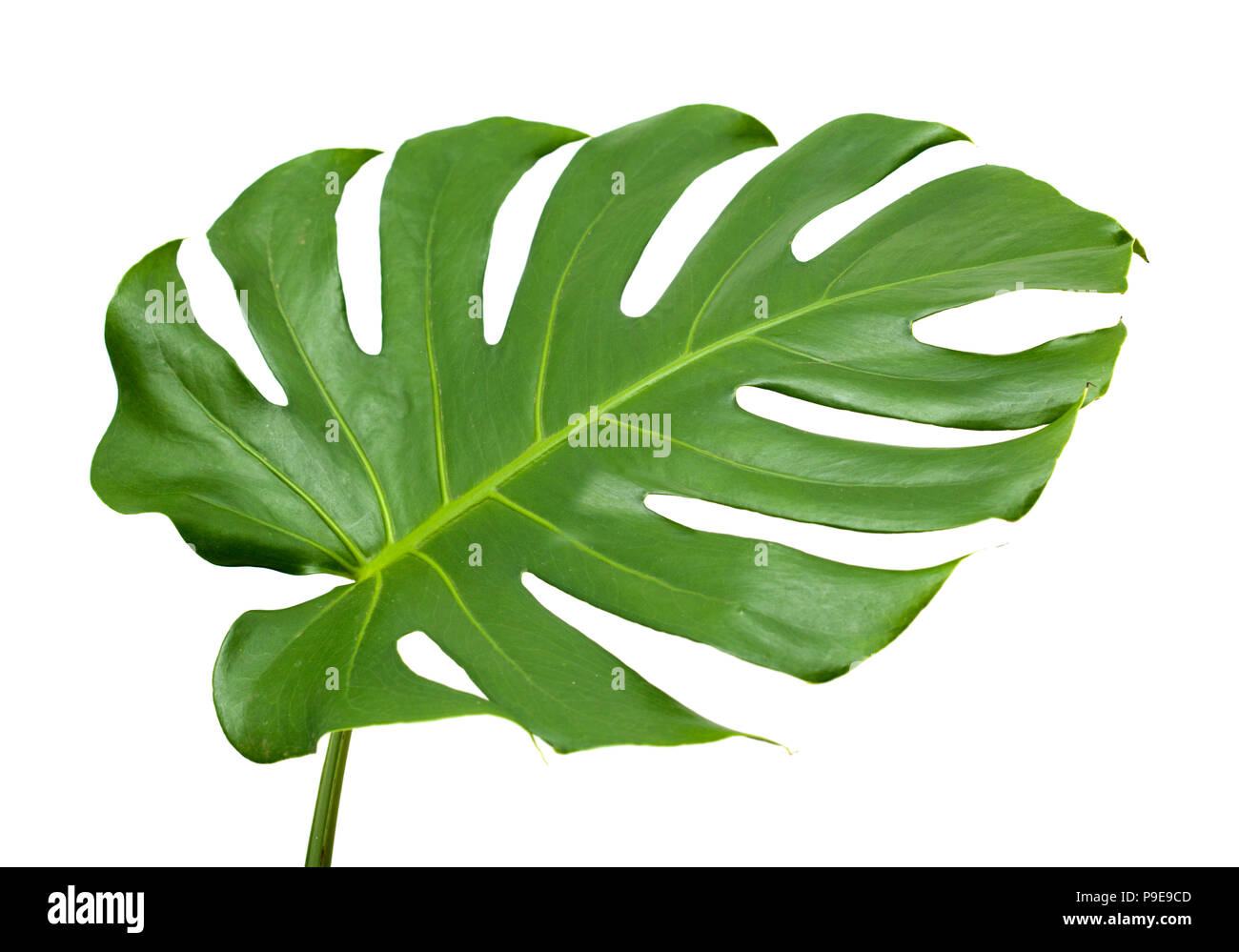 Big Shiny foglia di monstera impianto isolato su sfondo bianco Foto Stock