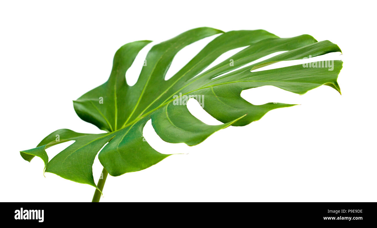 Big Shiny foglia di monstera impianto isolato su sfondo bianco Foto Stock