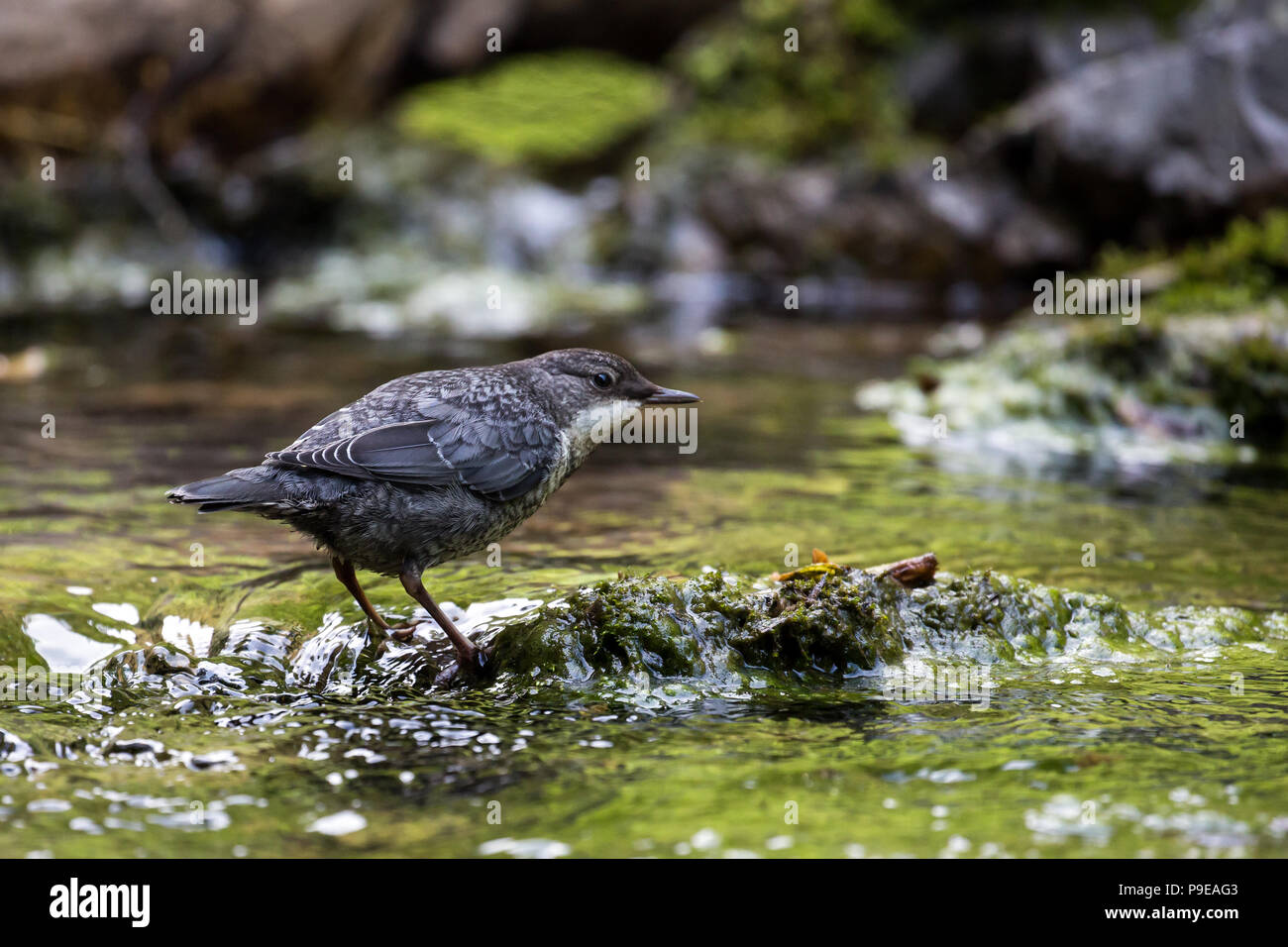 Bianco-throated dipper Foto Stock