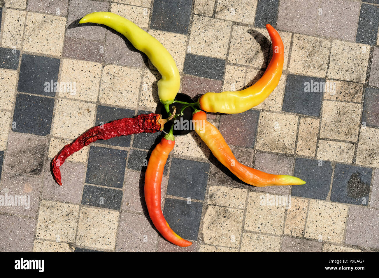 Peperoni di banana (Capsicum annuum) in varie fasi di maturazione, di forma circolare simile a una ruota a forma di stella su una superficie piastrellata. Foto Stock