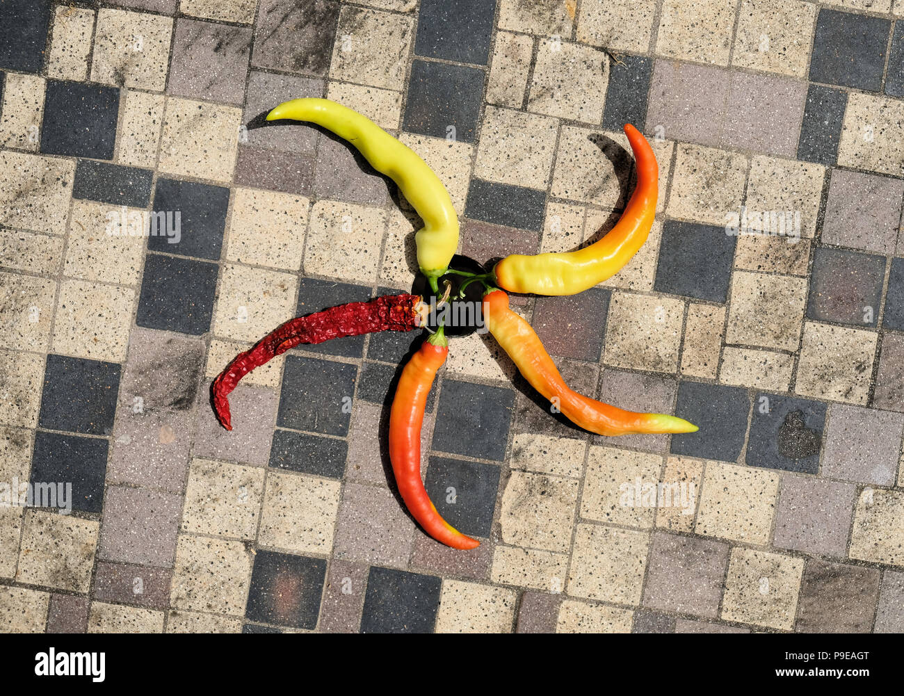 Peperoni di banana (Capsicum annuum) in varie fasi di maturazione, di forma circolare simile a una ruota a forma di stella su una superficie piastrellata. Foto Stock
