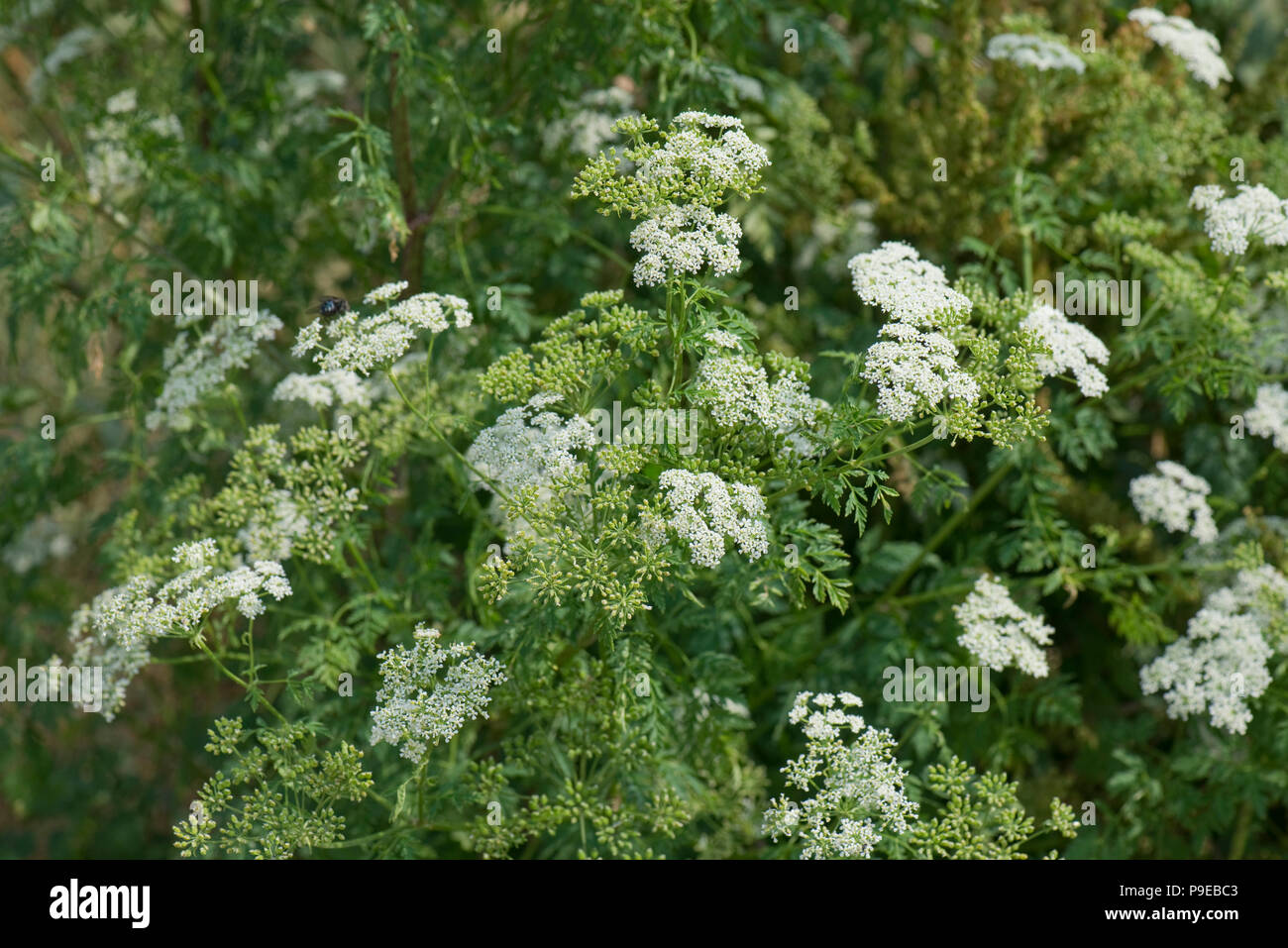 Grande fioritura la cicuta, Conium maculatum, piante inizio per andare alle sementi, Devon, Luglio Foto Stock