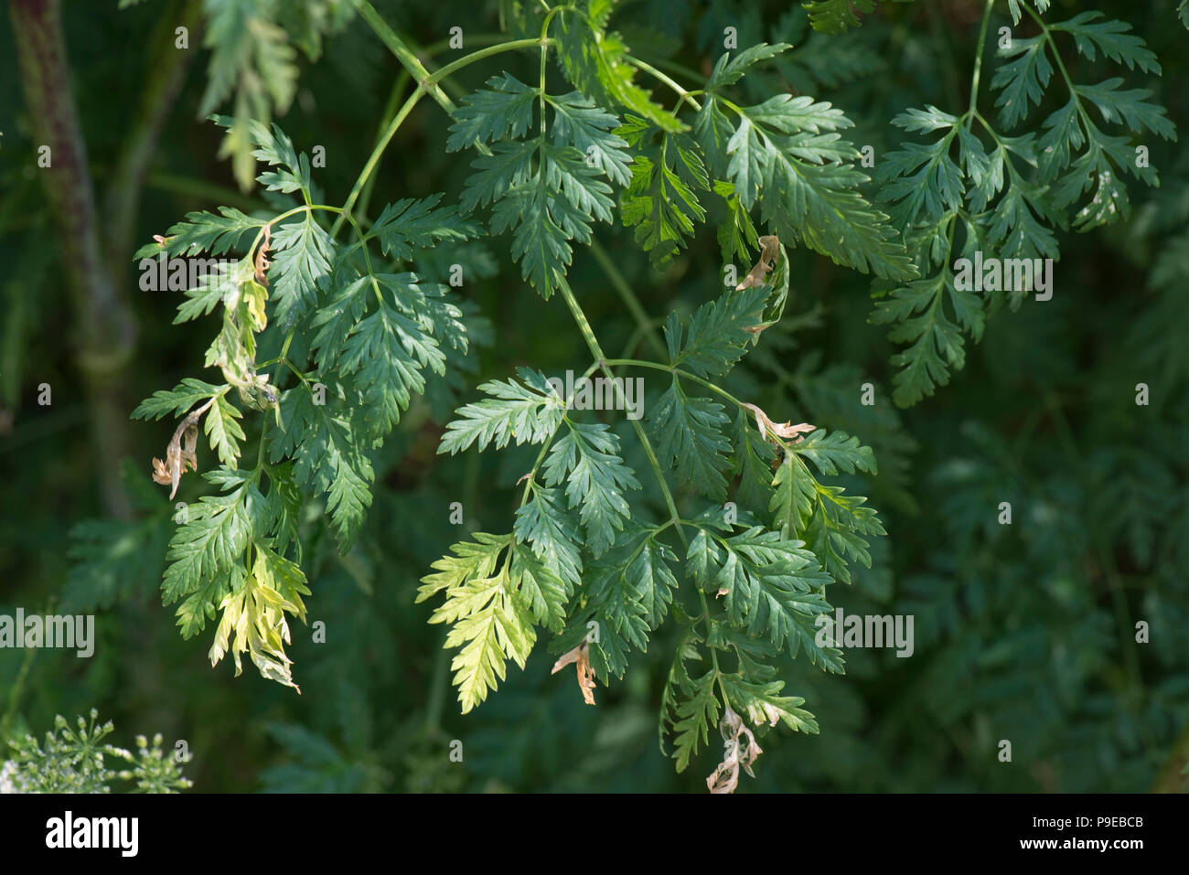 La cicuta, Conium maculatum, delicato Apiaceae foglie sul grande pianta velenosa, Devon, Luglio Foto Stock