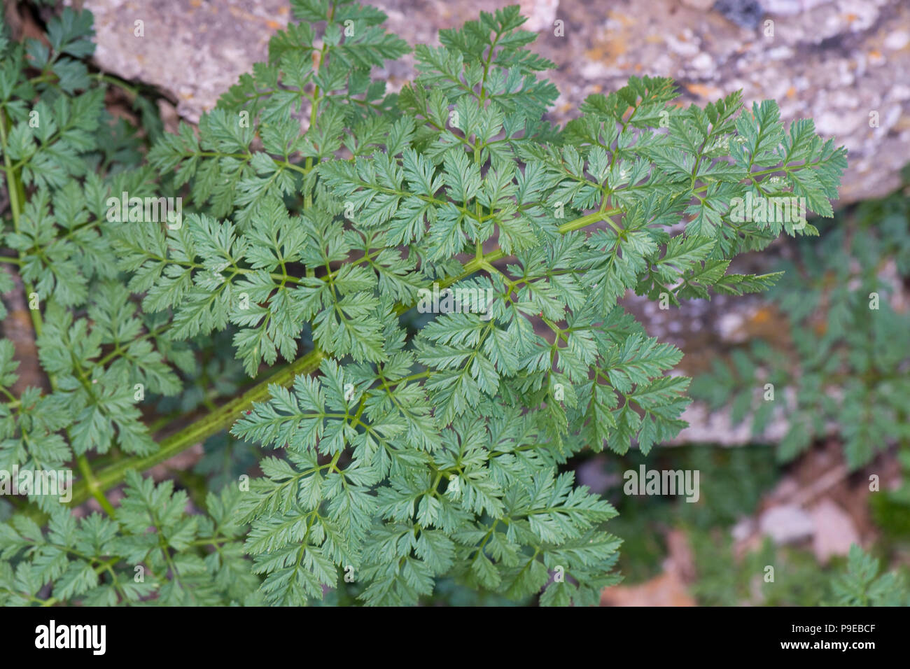 La cicuta, Conium maculatum, delicato Apiaceae foglie sul giovane pianta velenosa, Devon, Luglio Foto Stock