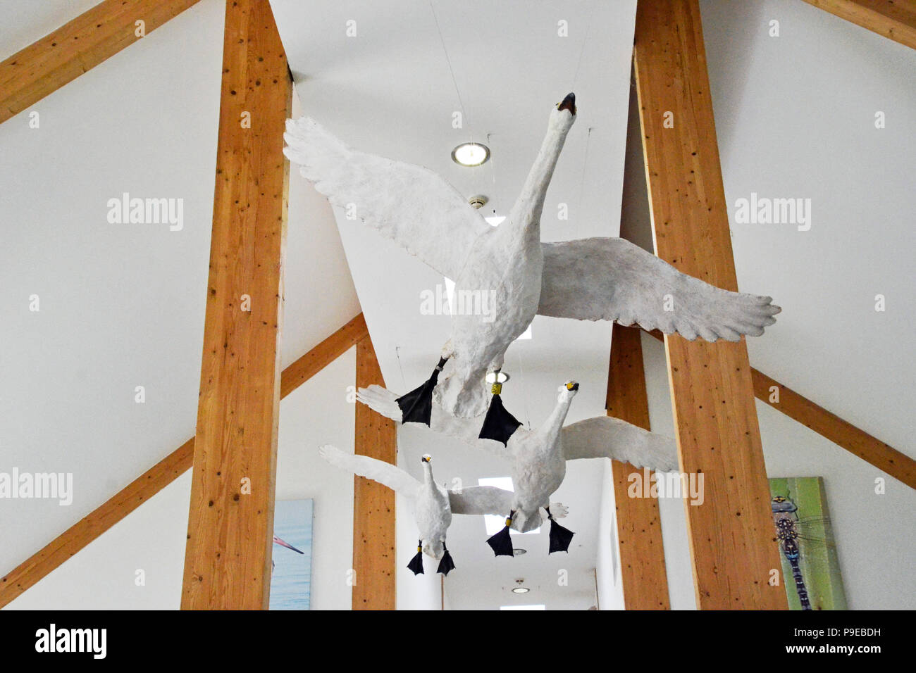 Sculture di Swan nel cafe, che pende dal soffitto. WWT Welney Wetland Centre, Wisbech, Cambridgeshire, England, Regno Unito Foto Stock