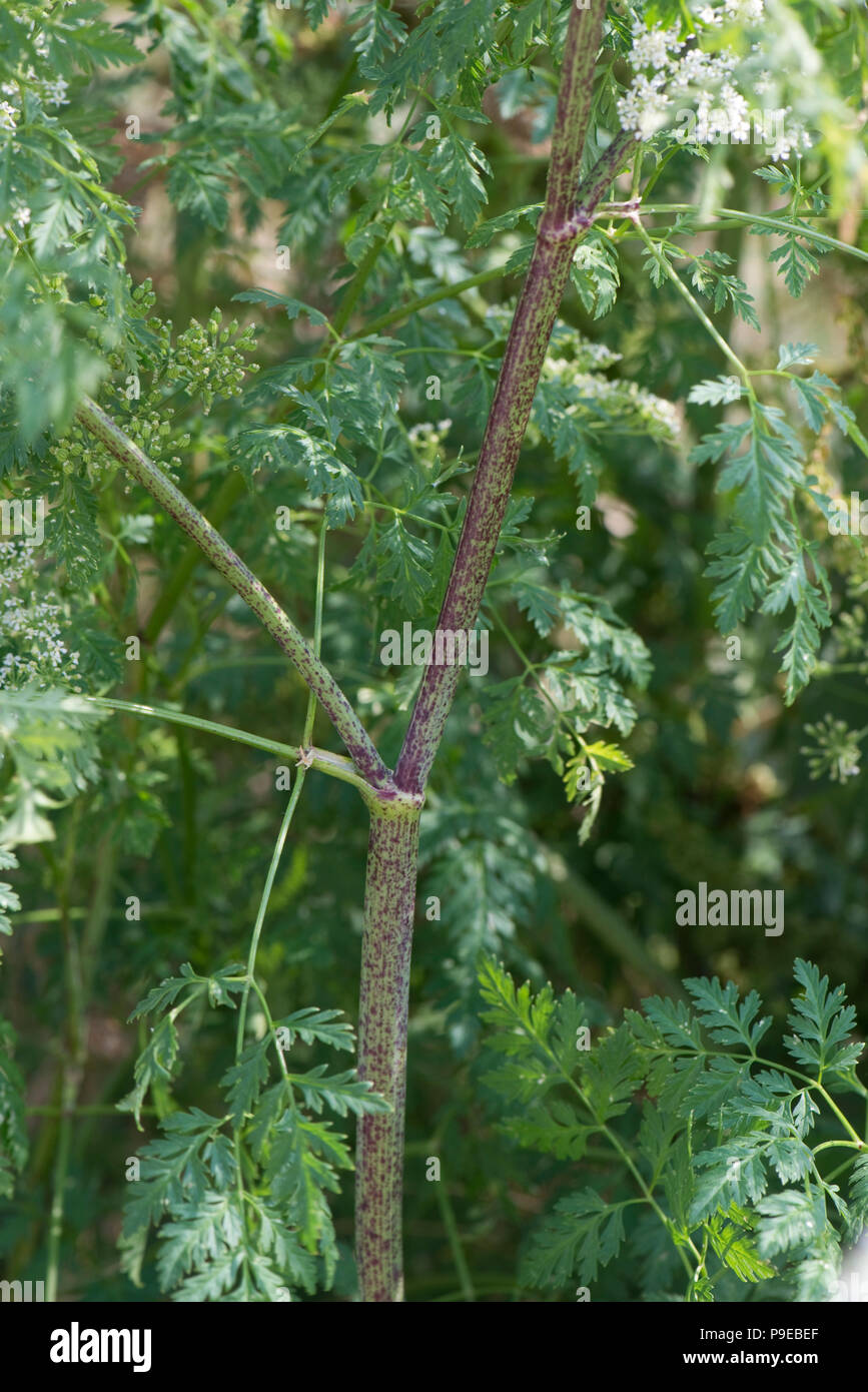 Viola spotted steli caratteristica di hemlock, Conium maculatum, cava e velenosi, Devon, Luglio Foto Stock