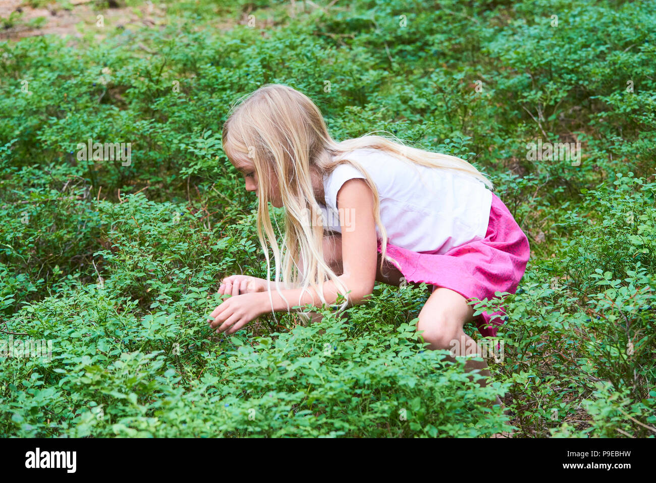 Bambino adorabile bionda ragazza la raccolta di frutti di bosco freschi sul mirtillo campo nella foresta. Bambino pick mirtillo nei boschi. Poco carino ragazza che gioca all'esterno. Su Foto Stock