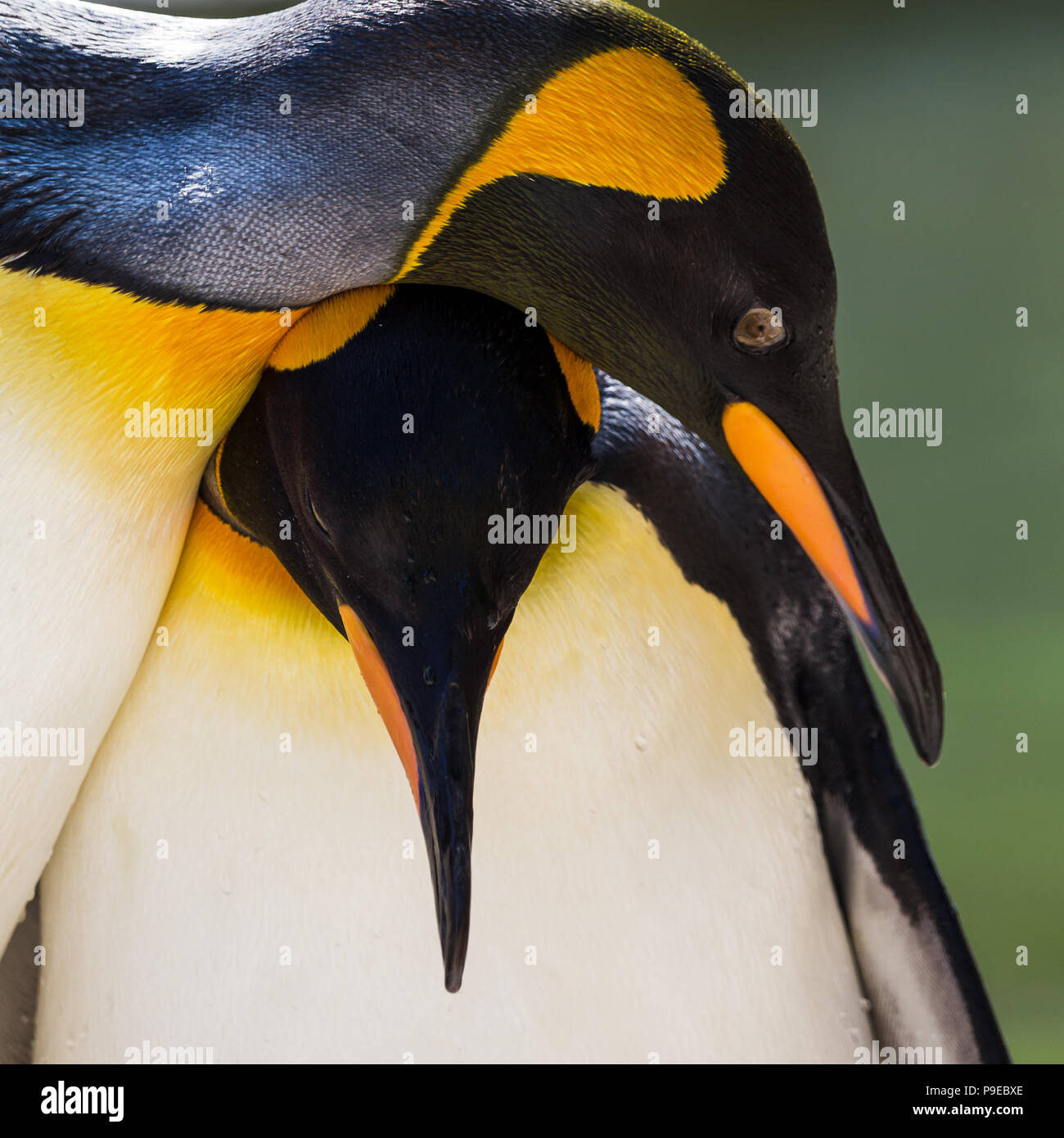 Coppia adulta del re pinguini catturati dal bordo delle acque nel Gloucestershire durante l'estate del 2018. Foto Stock