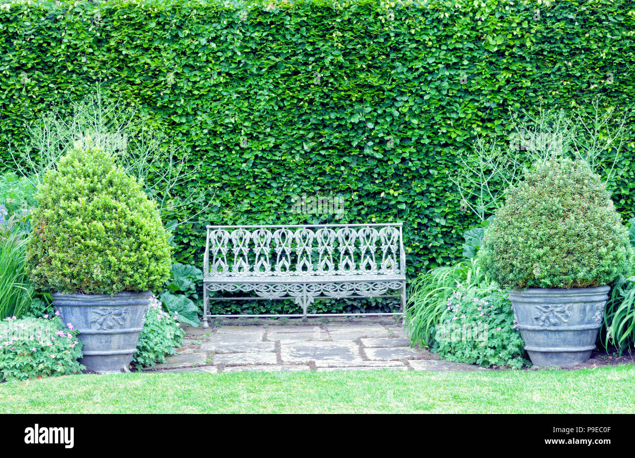 Metallo banco grigio tra due vasi ornamentali con topiaria da piante, contro tall frondosa hedge muro nel giardino estivo . Foto Stock