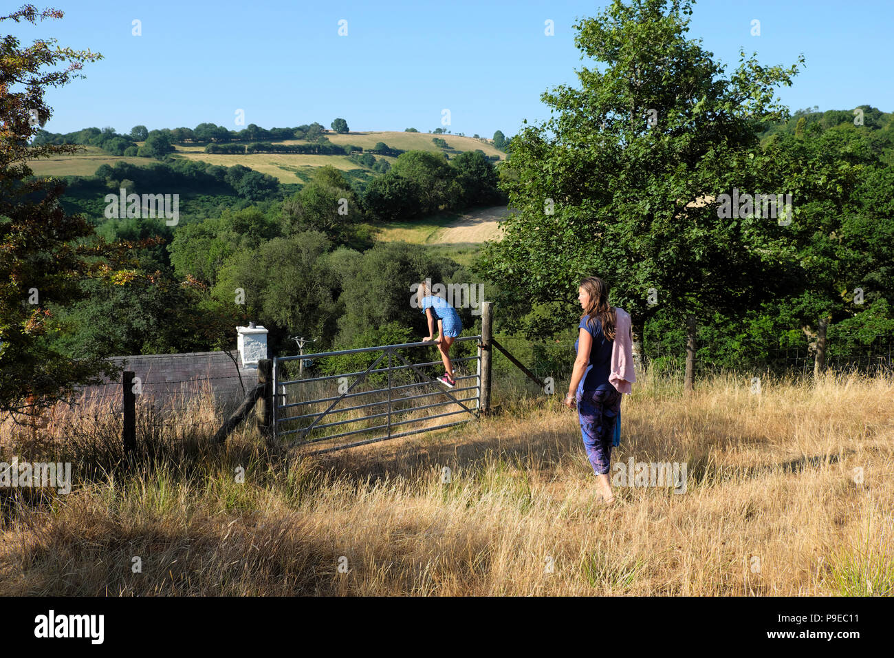 La gente a piedi attraverso i campi di arida per un cancello in campagna in Carmarthenshire rurale nel luglio 2018 canicola West Wales UK KATHY DEWITT Foto Stock
