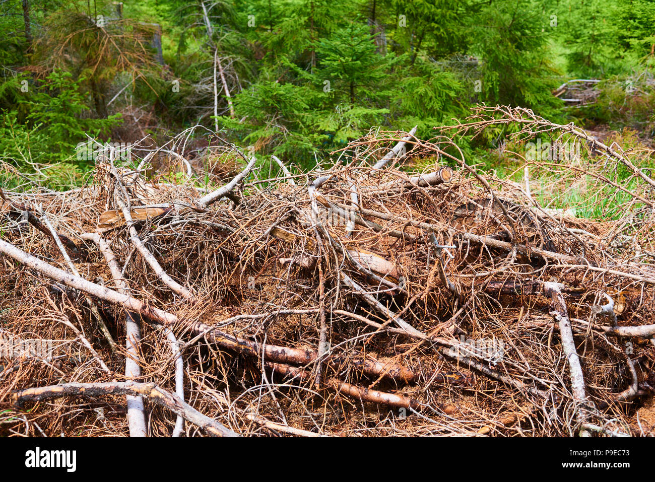 Morti e abbattuti gli alberi attaccati da un bostrico in un bosco vicino al lago Plesne nella Selva Boema National Park (foresta Boema) Foto Stock