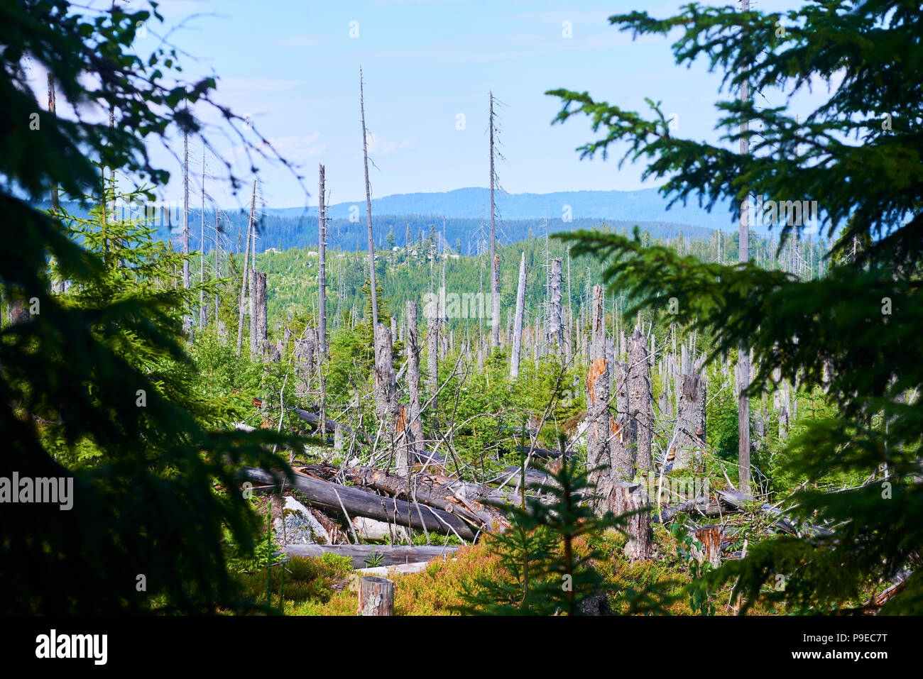 Morti e abbattuti gli alberi attaccati da un bostrico in un bosco vicino al lago Plesne nella Selva Boema National Park (foresta Boema) Foto Stock