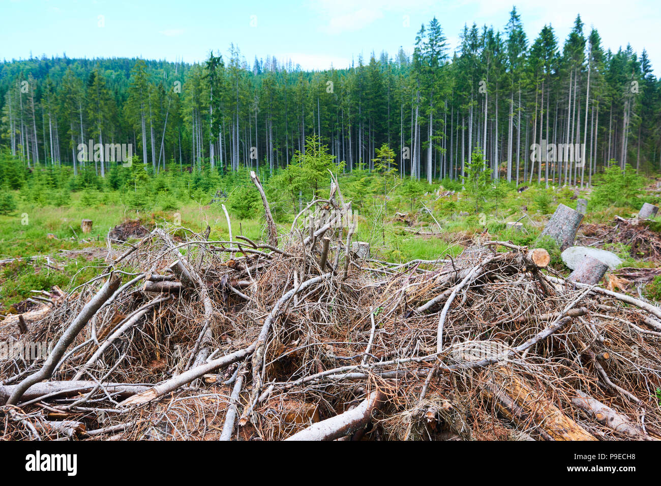 Morti e abbattuti gli alberi attaccati da un bostrico in un bosco vicino al lago Plesne nella Selva Boema National Park (foresta Boema) Foto Stock