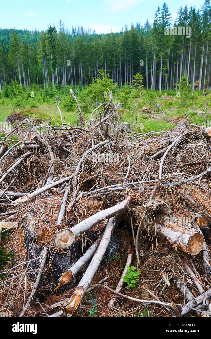 Morti e abbattuti gli alberi attaccati da un bostrico in un bosco vicino al lago Plesne nella Selva Boema National Park (foresta Boema) Foto Stock