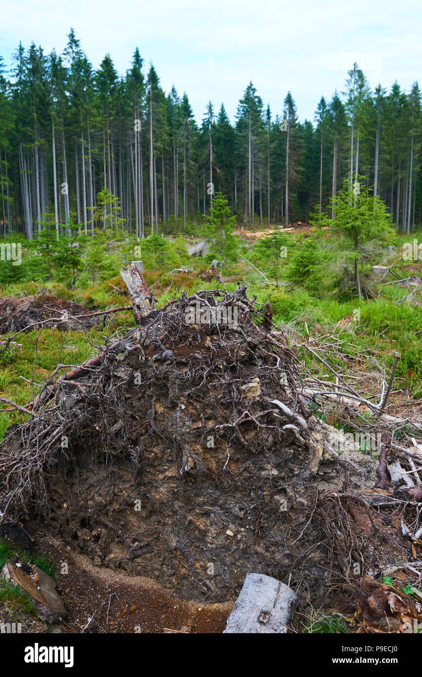 Morti e abbattuti gli alberi attaccati da un bostrico in un bosco vicino al lago Plesne nella Selva Boema National Park (foresta Boema) Foto Stock